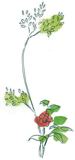 blume